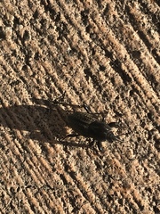 Sphenophorus cicatristriatus