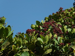 Syzygium grande