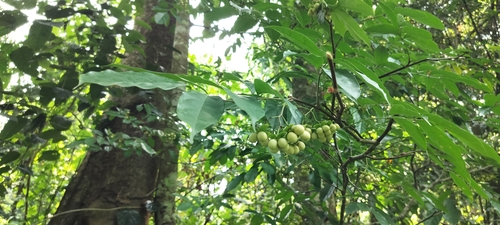 Picrasma javanica observed 2025-06-10