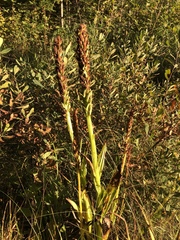 Platanthera huronensis