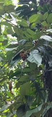 White Sumbaviopsis (Sumbaviopsis albicans)