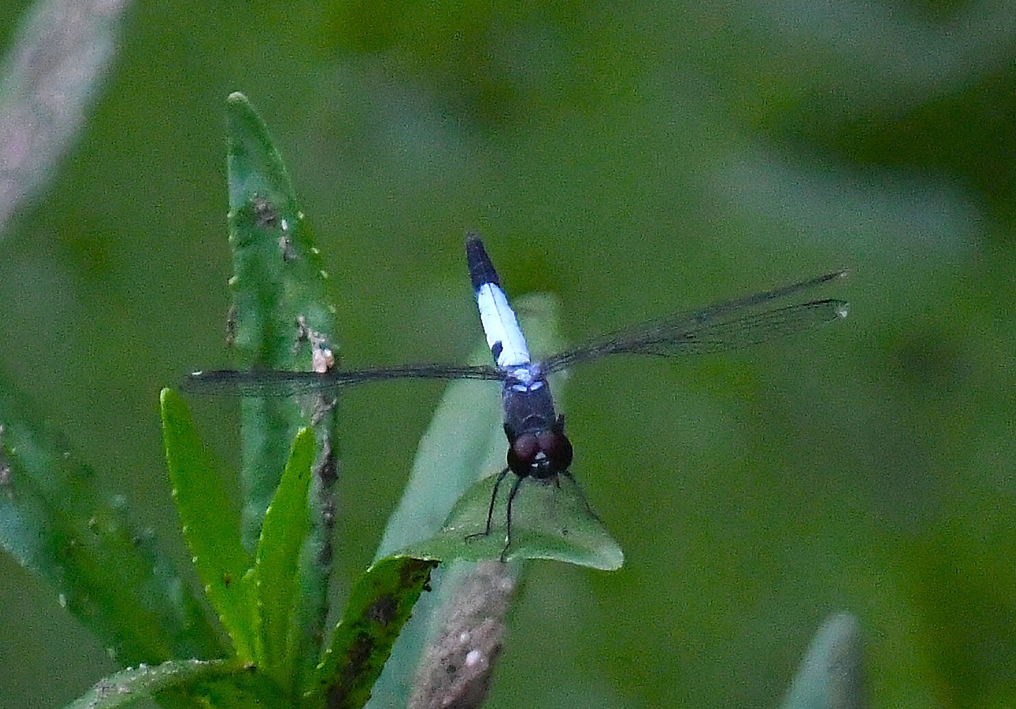Black-Tailed Dasher