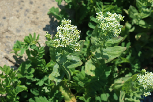 Heart-podded Hoary Cress