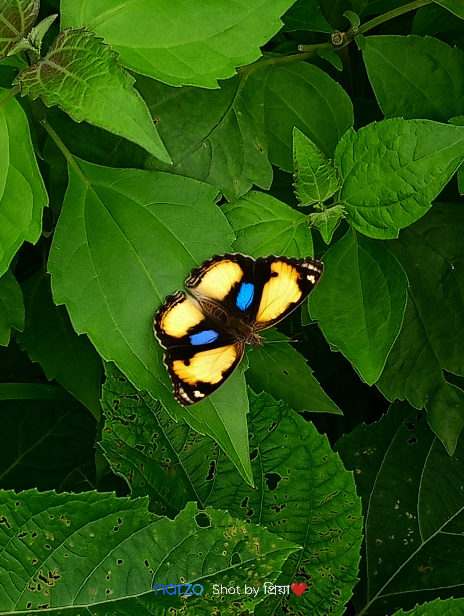 Yellow Pansy