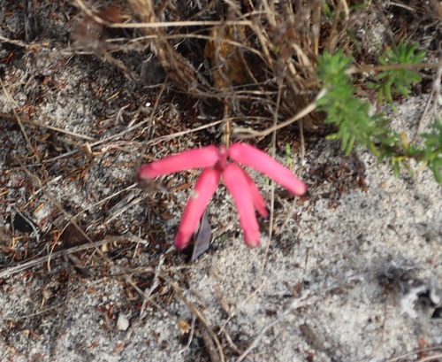 Dotted Viooltjie (Lachenalia punctata)
