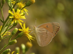 Colotis fausta