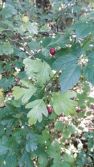 Crataegus monogyna