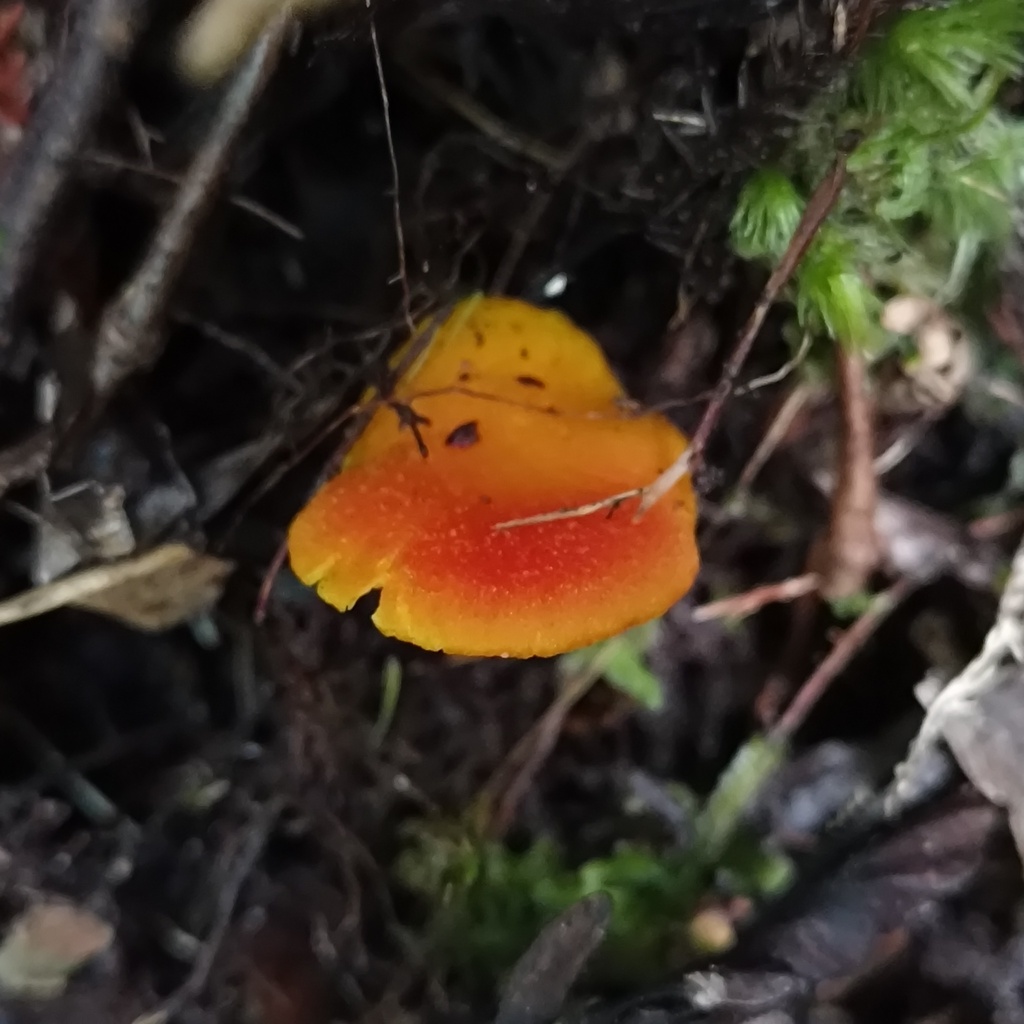 Hygrocybe · June 2025 · photo: © zedt (iNaturalist, cc-by)