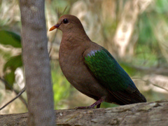 Pacific Emerald Dove photo 3