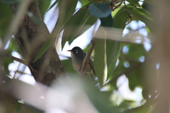 Zosterops chloronothos