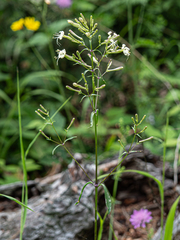Silene nemoralis