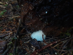 Pinus contorta contorta