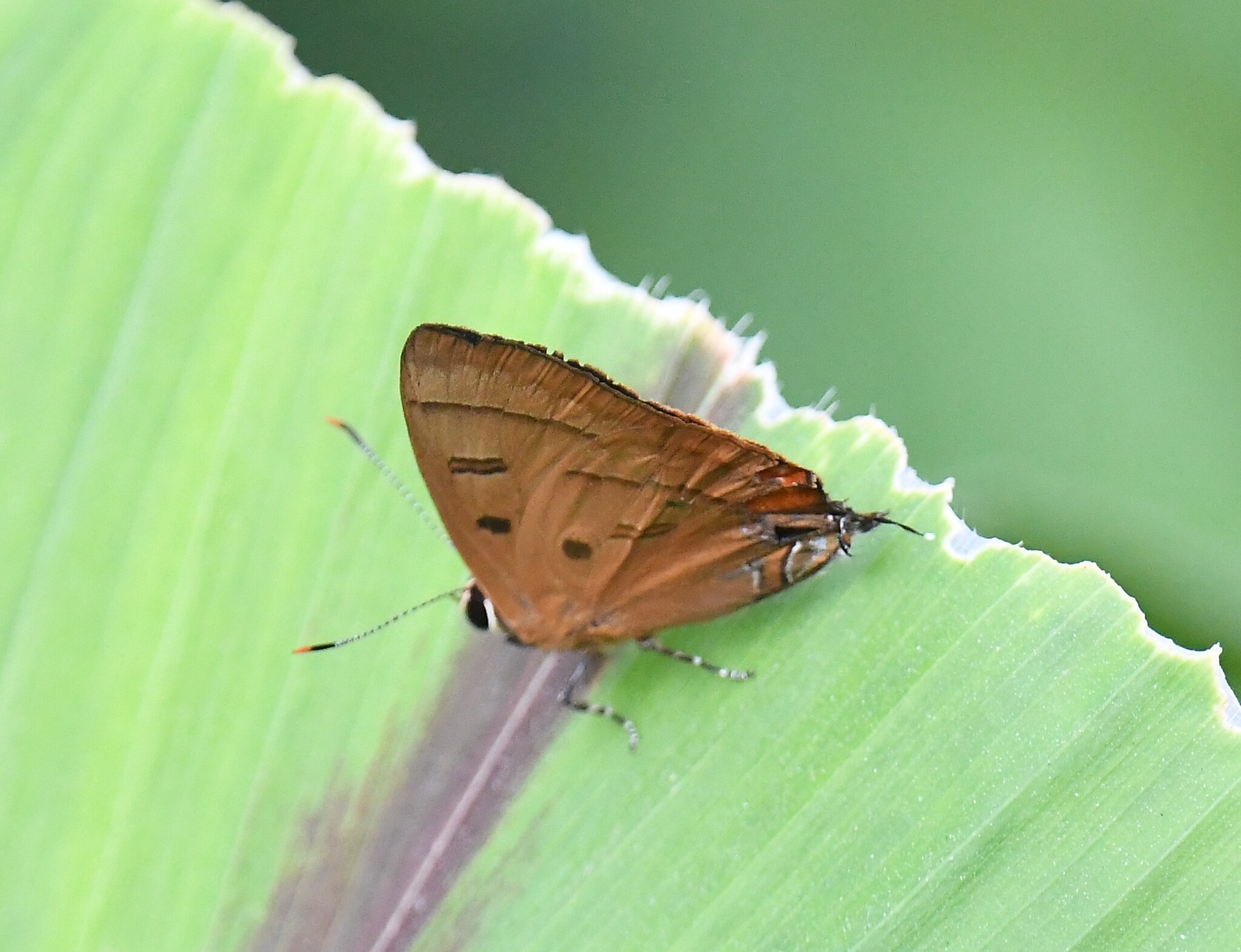 Copper Flash