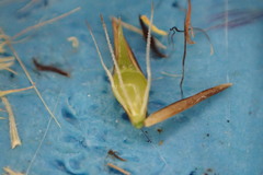 Rhynchospora capitellata