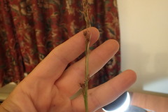 Rhynchospora capitellata