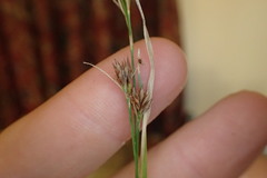 Rhynchospora capitellata