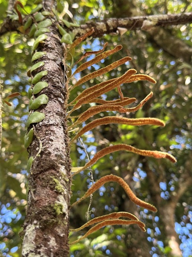 Pyrrosia nummulariifolia observed 2025-04-20