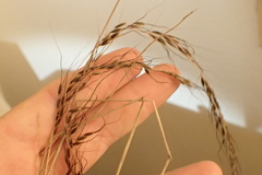 Sorghastrum elliottii