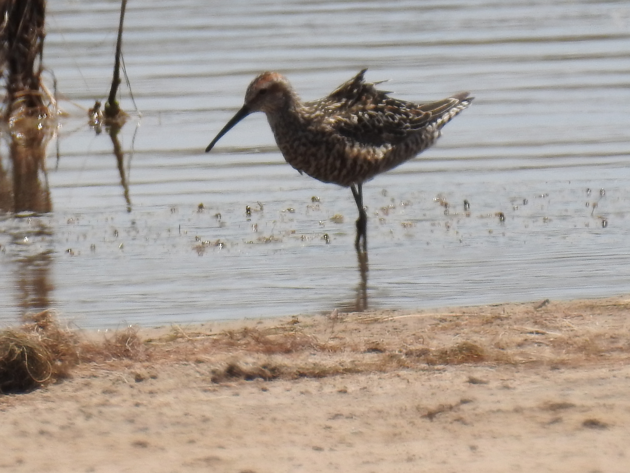 Stilt Sandpiper