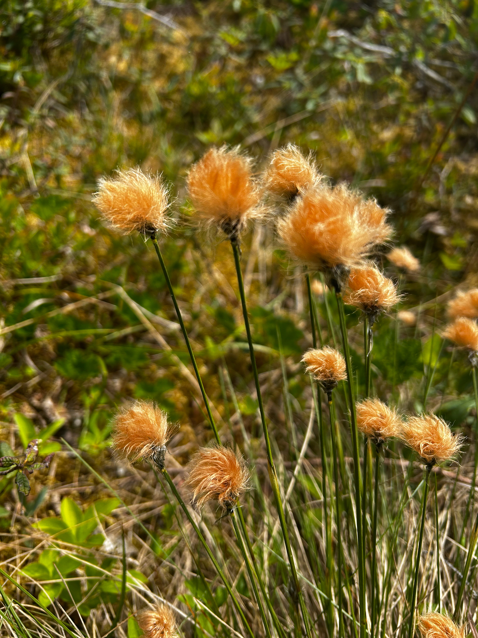 Eriophorum ×