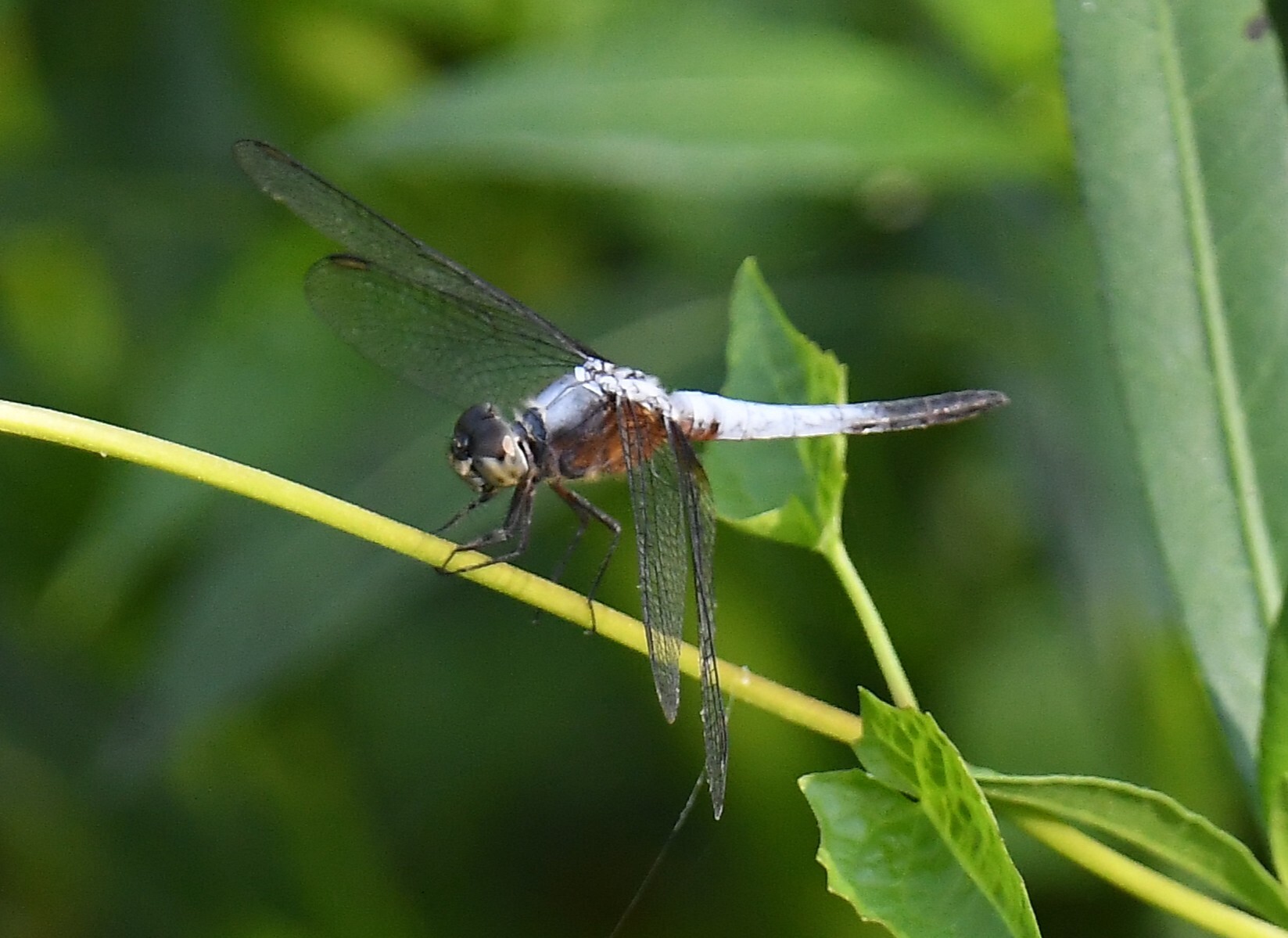 Rufous-Backed Marsh Hawk