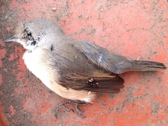 Curruca iberiae