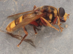Milesia crabroniformis