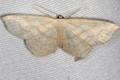 Scopula junctaria