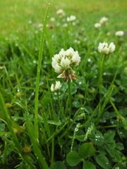 Trifolium repens