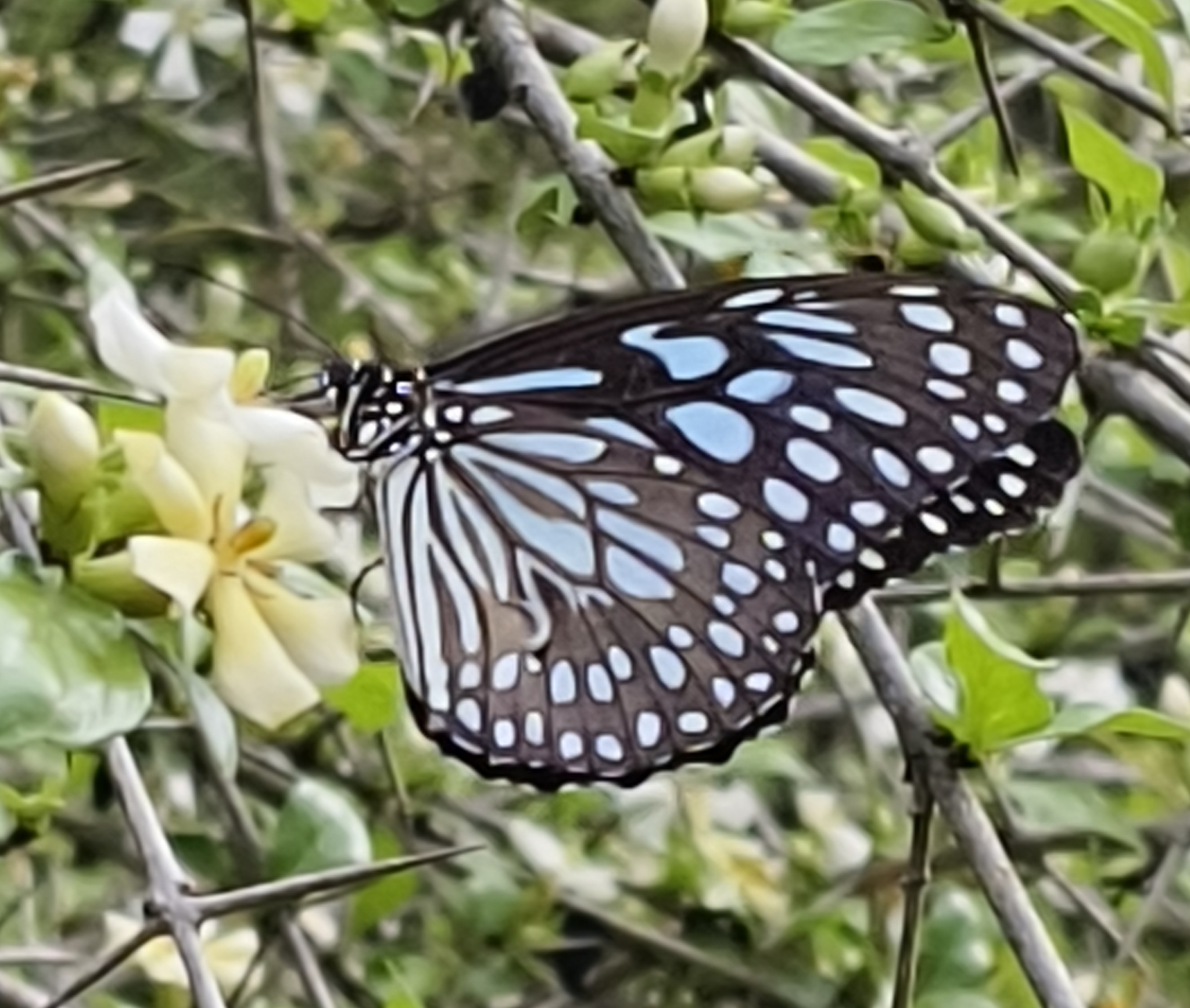 Blue Tiger