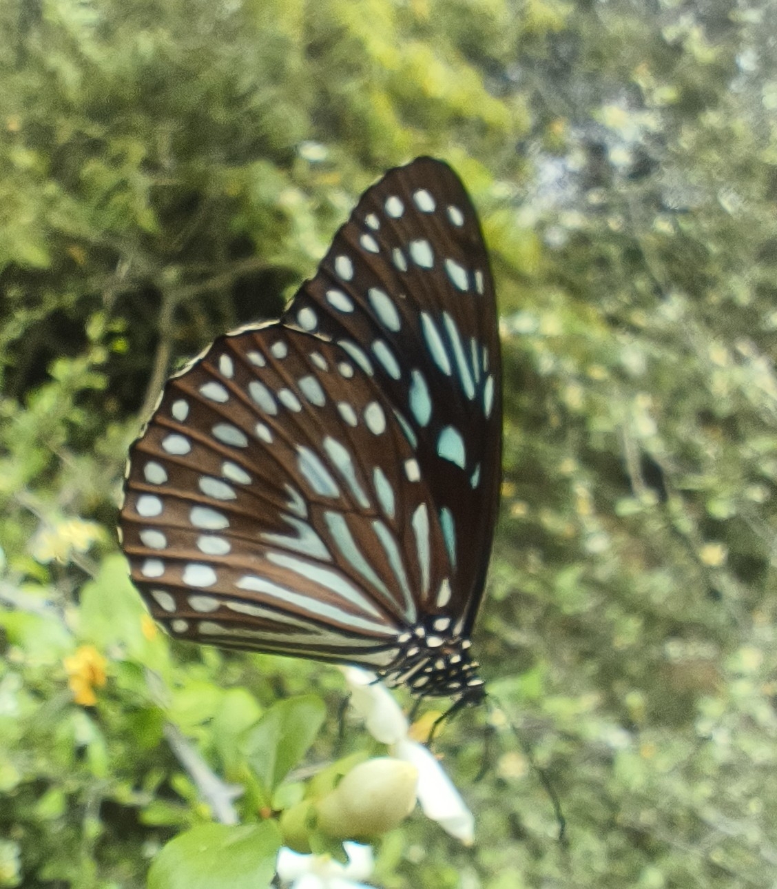 Dark Blue Tiger