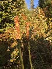 Platanthera huronensis
