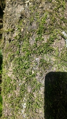 Lembophyllum divulsum