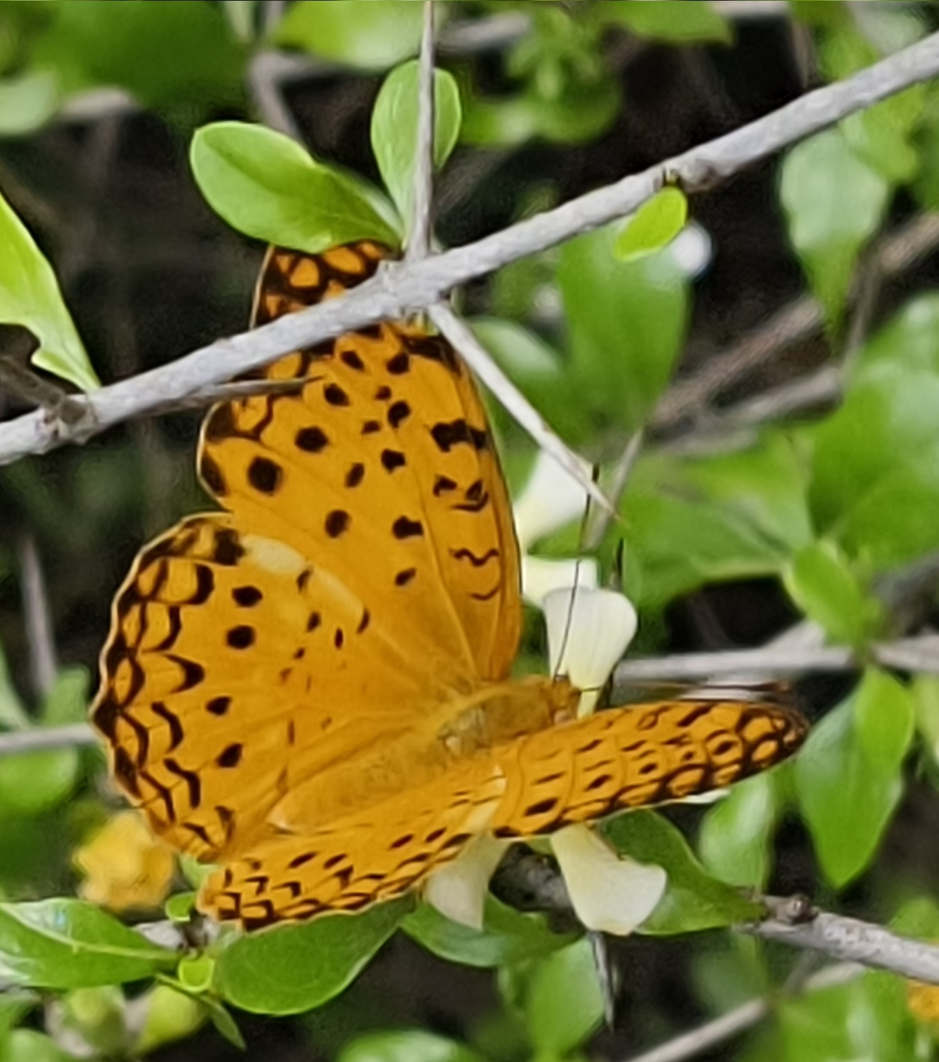 Common Leopard