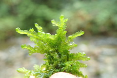 Porella cordaeana