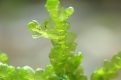 Porella cordaeana