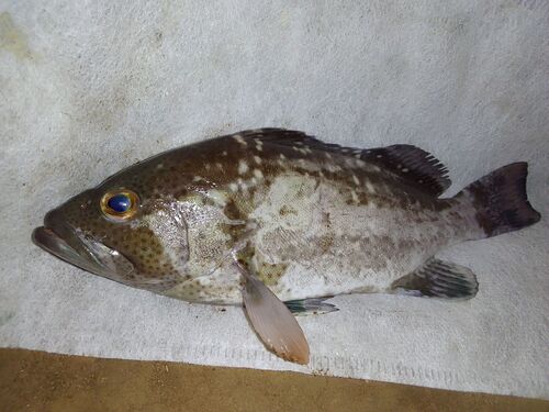 Brown rock-cod (Epinephelus multinotatus) — Serranidae — 3