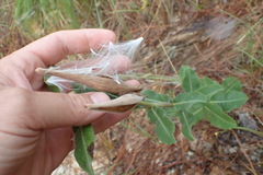 Asclepias obovata