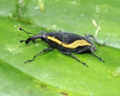 Cactophagus amoenus