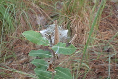 Asclepias obovata