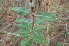 Asclepias obovata