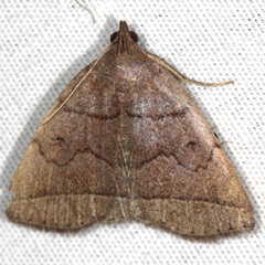 Zanclognatha obscuripennis