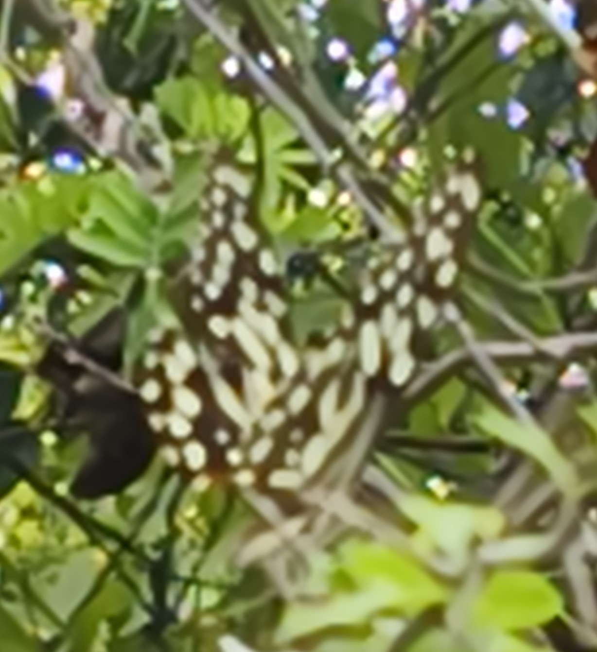 Lime Swallowtail