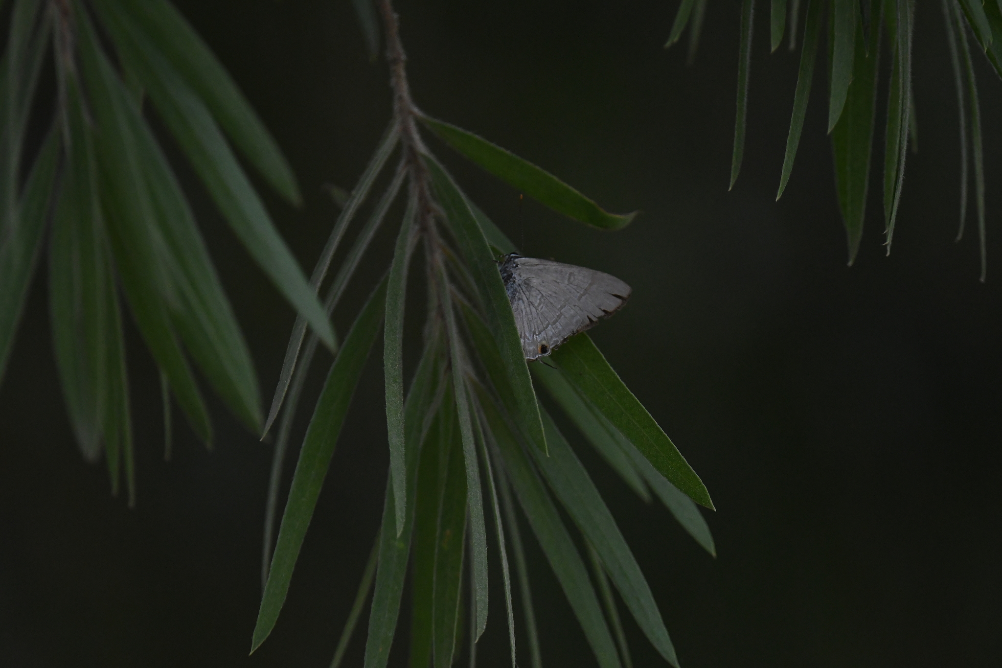 Common Tit