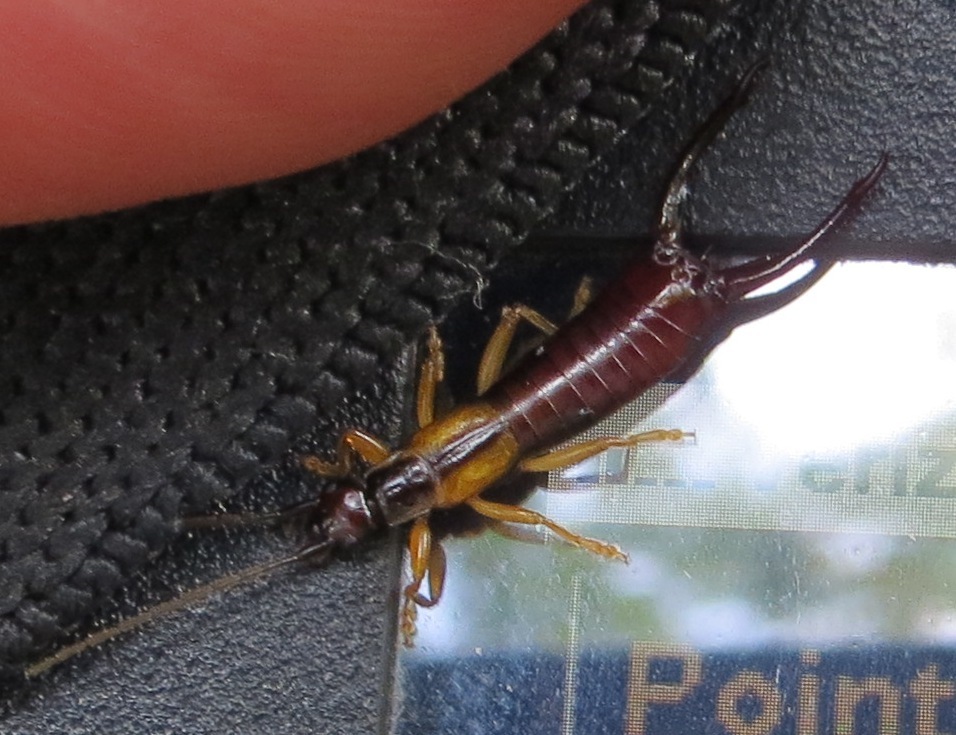Spine-tailed Earwig