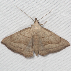 Zanclognatha pedipilalis