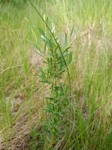 Rosemary-leaved Willow