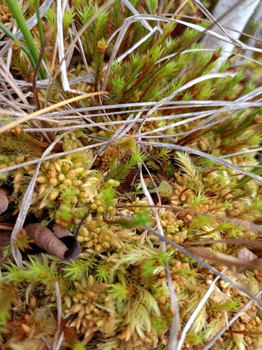 round-leaved sundew