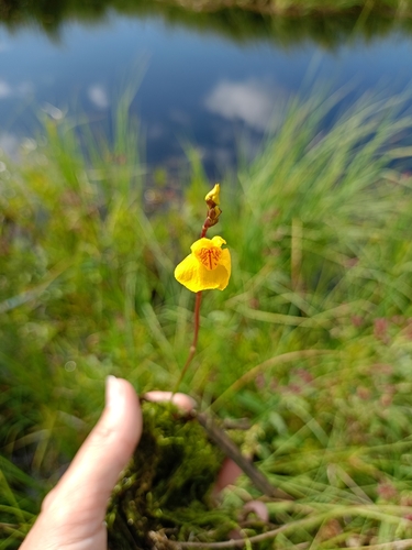 Yellow bladderwort