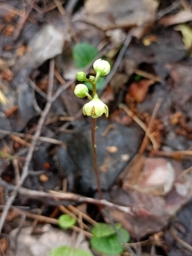 green-flowered wintergreen